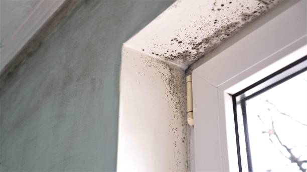 Forensic Mold Investigation in Cochituate, MA